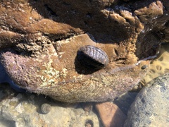 Chitonoidea