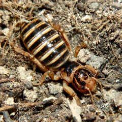 Ammopelmatus pictus