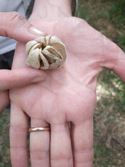 Blumenbachia insignis