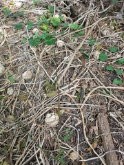 Blumenbachia insignis