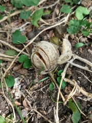 Blumenbachia insignis