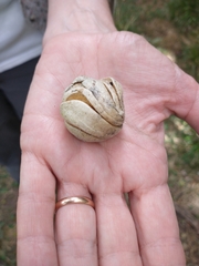 Blumenbachia insignis