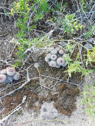 Parodia scopa