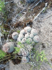 Parodia scopa