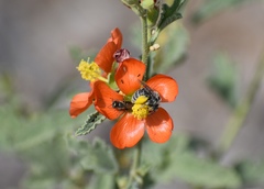 Macroteropsis
