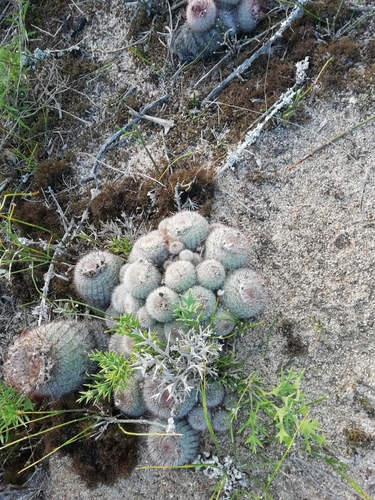 Image of Parodia scopa by (c) Agustina Medina, some rights reserved (CC BY)