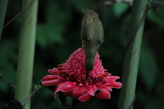 Arachnothera flavigaster