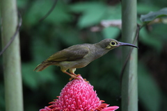 Arachnothera flavigaster