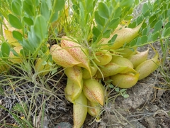 Astragalus megacarpus