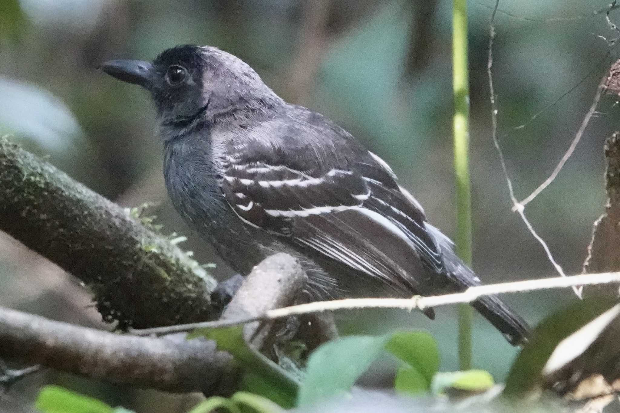 Blackish-grey Antshrike (Thamnophilus nigrocinereus), photo 1