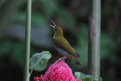 Arachnothera modesta