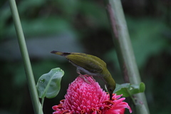 Arachnothera modesta