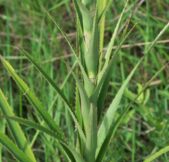 Eryngium paniculatum