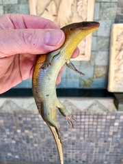 Eutropis multifasciata