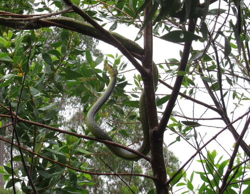 Common Tree Snake sighting