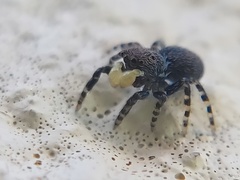 Talavera minuta
