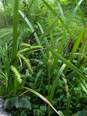 Carex schweinitzii