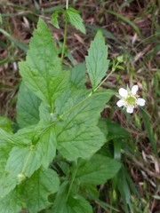 Geum canadense camporum