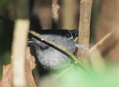 Black-chinned Antbird (Hypocnemoides melanopogon), photo 10