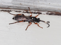 Ichneumon promissorius