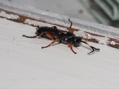 Ichneumon promissorius
