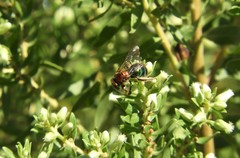 Augochloropsis tupacamaru