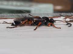 Ichneumon promissorius