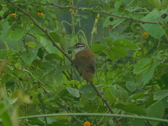 Cantorchilus superciliaris
