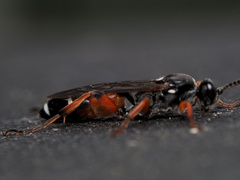 Ichneumon promissorius