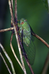Dundubia annandalei