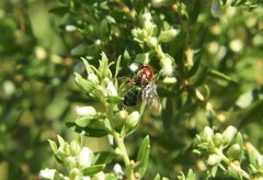 Augochloropsis tupacamaru