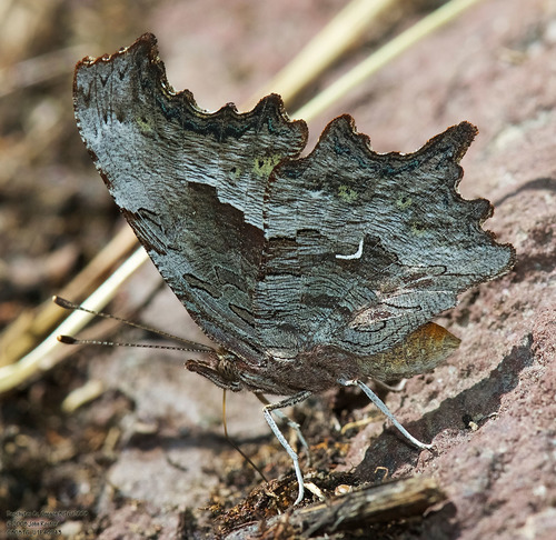 Hoary Comma photo 5