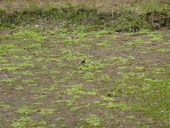 Jacana jacana