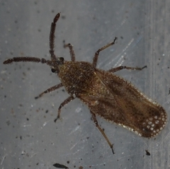 Teleonemia scrupulosa