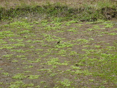 Jacana jacana
