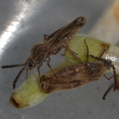 Teleonemia scrupulosa