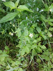 Geum canadense camporum