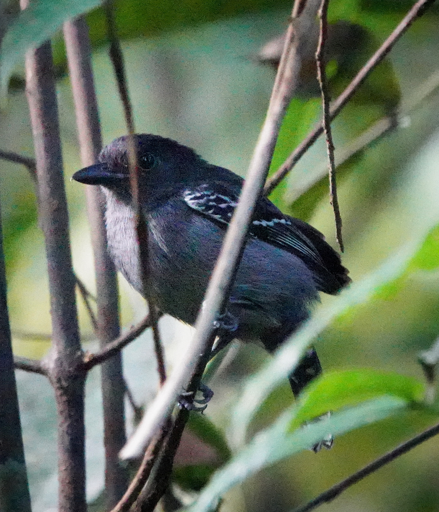 Blackish-grey Antshrike (Thamnophilus nigrocinereus), photo 2