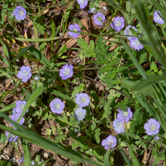 Phacelia douglasii