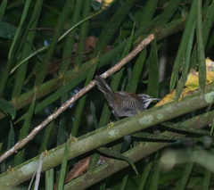 Cantorchilus semibadius