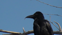 Corvus macrorhynchos culminatus