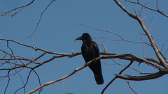 Corvus macrorhynchos culminatus