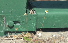 Tridax procumbens image