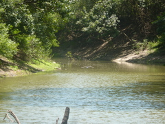 Nannopterum brasilianum