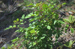Schinus terebinthifolia
