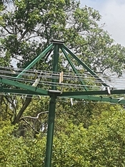 Todiramphus macleayii