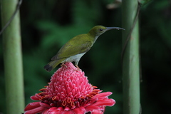 Arachnothera modesta