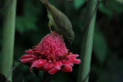 Arachnothera modesta