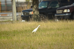 Bubulcus ibis