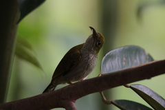 Arachnothera modesta